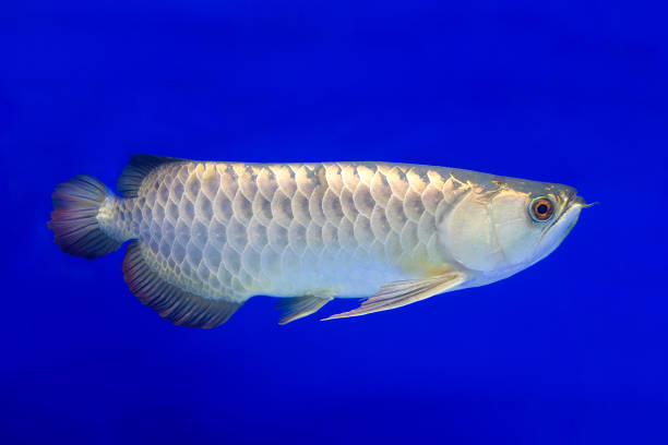 istock Australian Arowana is a freshwater fish on a blue background. 2166749931