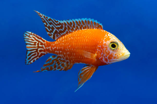 istock Beautiful colored small cichlids with a blue background. 2166750006