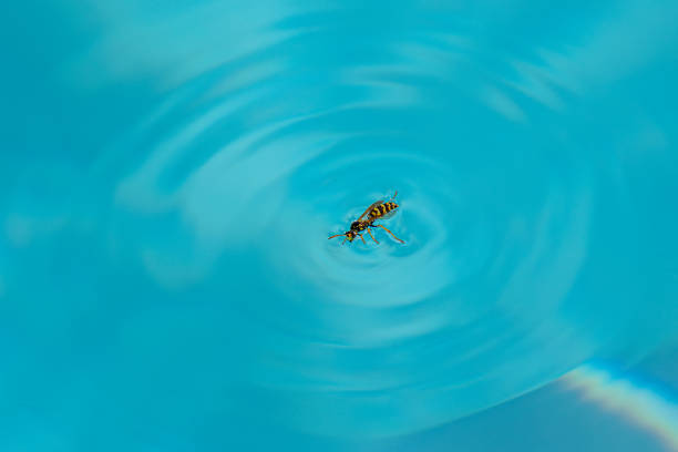 istock view of a wasp drowned in a swimming pool 2166751179
