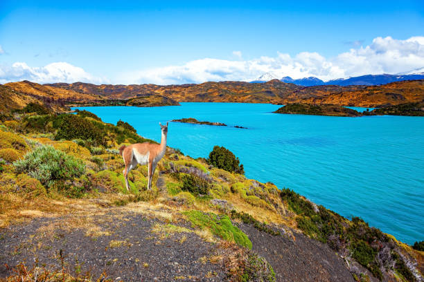 istock Guanaco camel grazing 2166751286