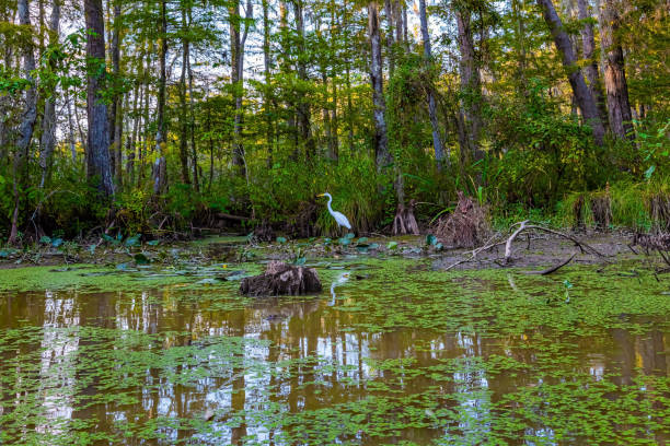 Graceful snowy Heron. Boat excursion to the protected areas of the Mississippi Basin. Swamps on sunny day. Louisiana. Travel to America.
