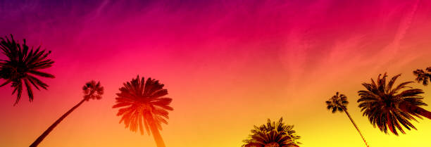 istock A perfect summer sunset and tall palms 2166751899