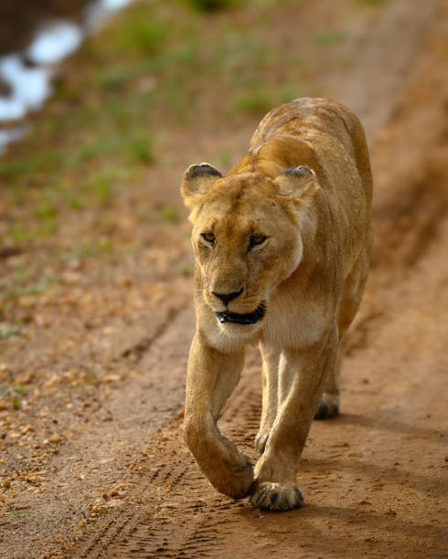 istock The lioness walking on the road 2166752154