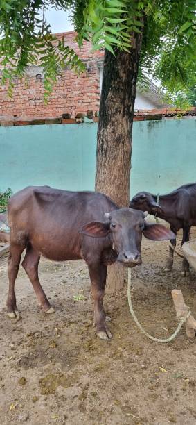 istock Cow picture 2166752565