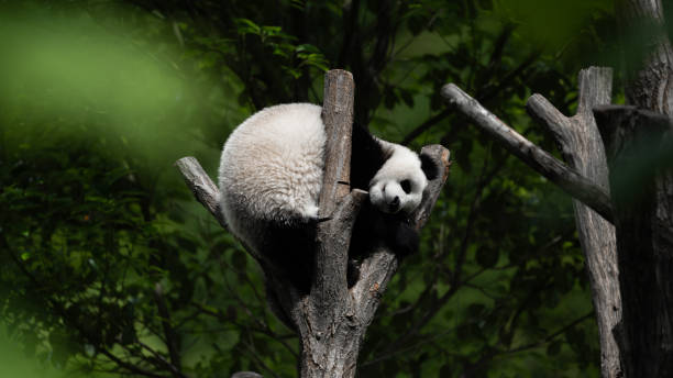 istock lazy panda playing alone in the tree branches 2166753622