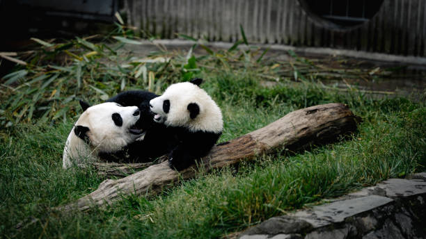 baby pandas playing with each other