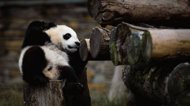 istock lazy panda lying by woods 2166753658