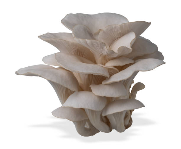 istock Isolated oyster mushroom cut out on white background. 2166760848