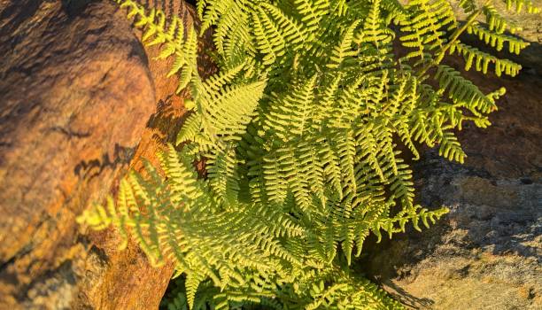 istock Eagle.fern at sunset 2166765245