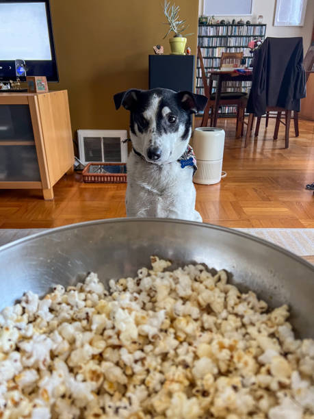 istock Dog Eagerly Eyeing a Bowl of Popcorn Indoors 2166765347