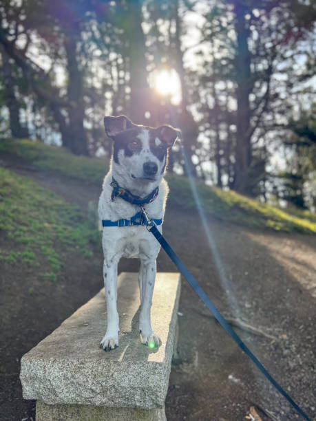 istock Dog Standing on Park Bench with Sunlight Filtering Through Trees 2166765379