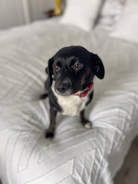 istock Black Dog Sitting on White Bedspread 2166765425