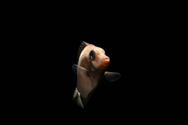 Photo of Scalpel sawtail, a juvenile saltwater fish, against a black background.