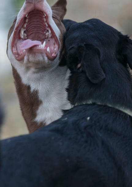 istock Two dogs playing together 2166766282