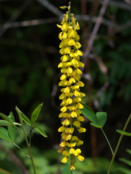 istock Clotalaria trichotoma flower 2166767848