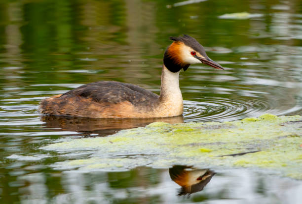 istock Great Crested Grebe in close-up at Gosforth Park Nature Reserve 2166768128