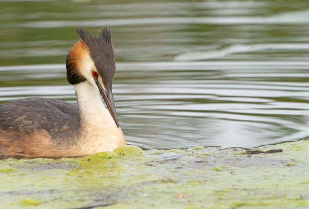 Great Crested Grebe in close-up at Gosforth Park Nature Reserve
