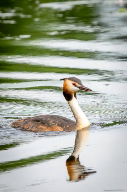 istock Great Crested Grebe in close-up at Gosforth Park Nature Reserve 2166768200