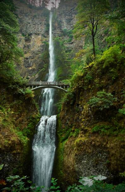 the multnomah falls waterfall drips drops and sprays awed park guests with splashing water spilling into the great columbia river gorge near corbit
