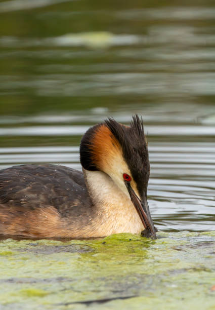 istock Great Crested Grebe in close-up at Gosforth Park Nature Reserve 2166768547