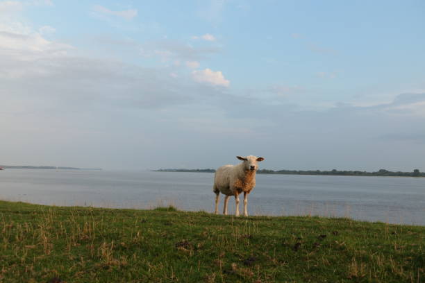 Sheep on levee looking at camera during sunset