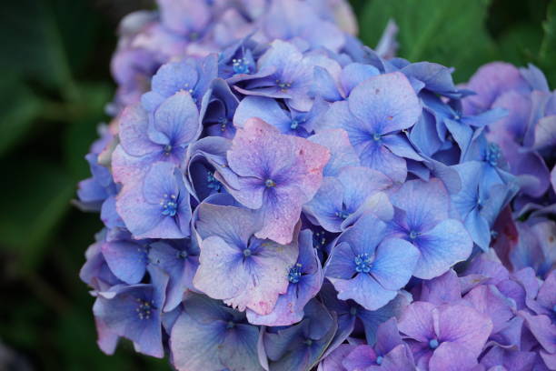 Macrophotography of multicolored hydrangea blossoms