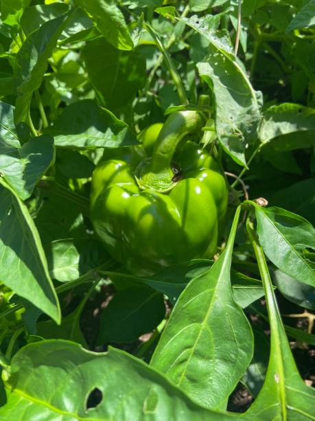 istock Green bell pepper on the plant 2166769592