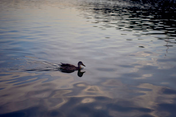 istock wild ducks on the river at sunset 2166769716