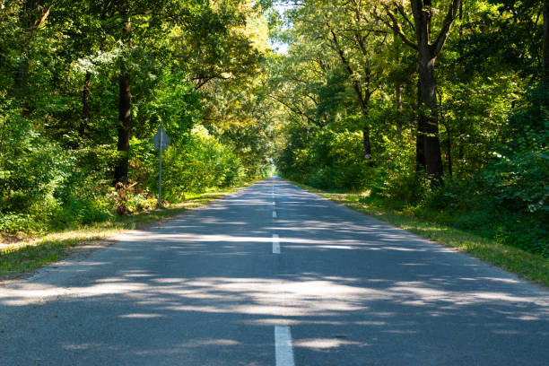 istock Asphalt road in the forest 2166770603