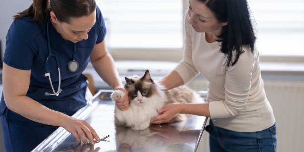 istock Veterinarian Examining Beautiful Longhair Cat 2166770651