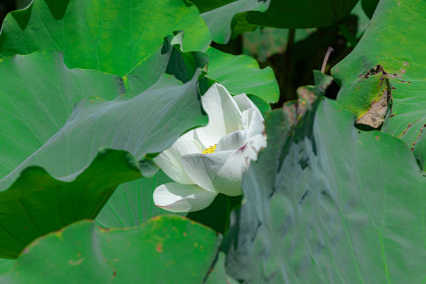 Close-up of a lotus flower seen from directly above
