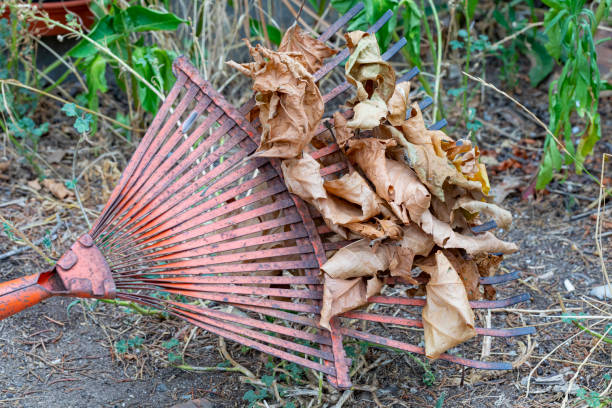 Cleaning dry leafs with leafs broom in the garden, autum is comming