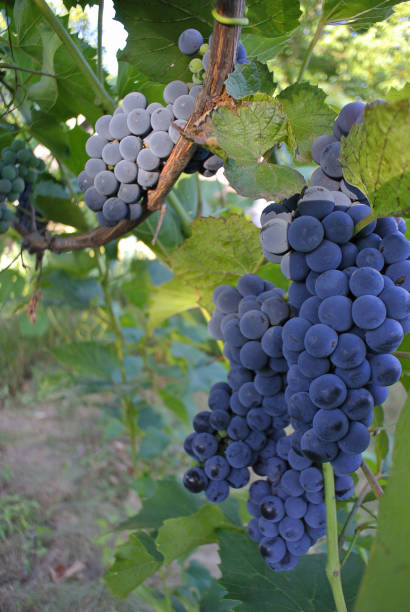 istock Blue grapes in sunlight, juices and wine, natural background. 2166776397