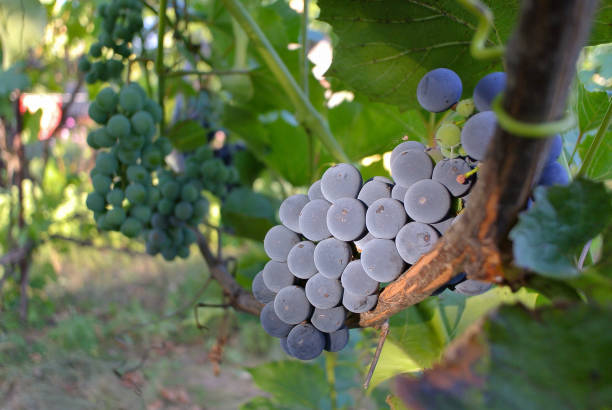istock Blue grapes in sunlight, juices and wine, natural background. 2166776401