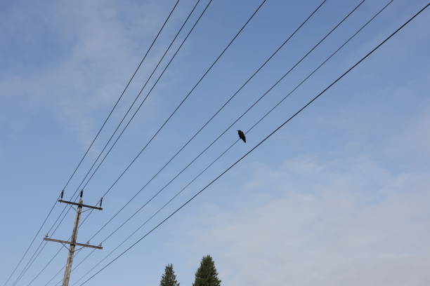 A lone crow observes from his high perch along an electrical grid. Fleetwood residential neighbourhood in Surrey, British Columbia. Light clouds in summer over Metro Vancouver.