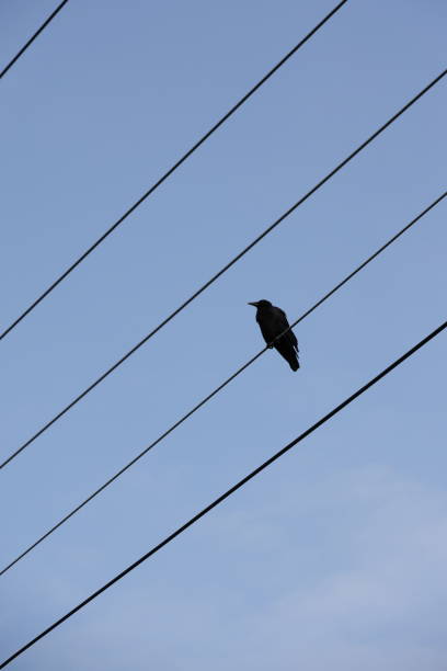 Crow Observes from a Power Line in Canada