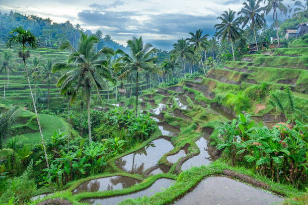 istock Tegallalang rice terrasse in Ubud, Bali. 2166777989