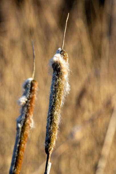 istock Bulrush head in winter with light and shadow 2166778002