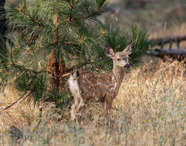 istock newborn fawn 2166779340