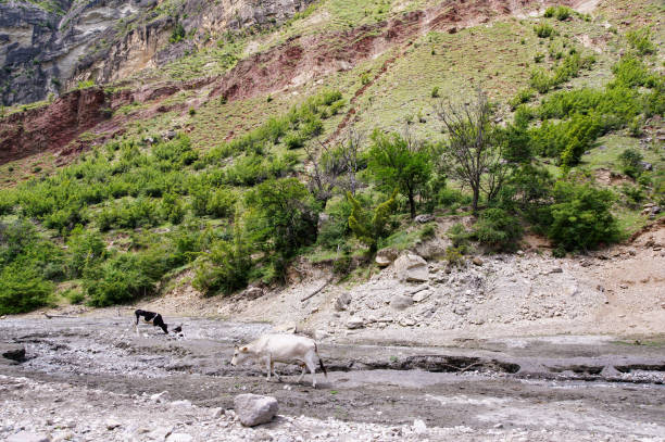 istock Cows near the bed of a stream. 2166780064
