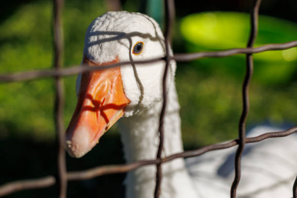 istock A white goose looking through a wire fence on a sunny day 2166780299