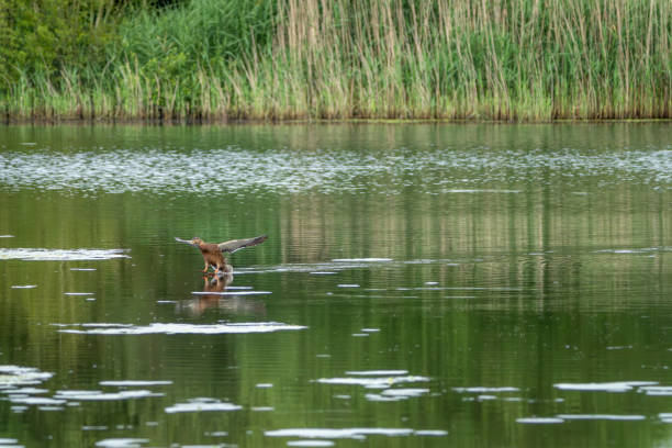 Mallard landing on a lake in Gosforth Park Nature Reserve