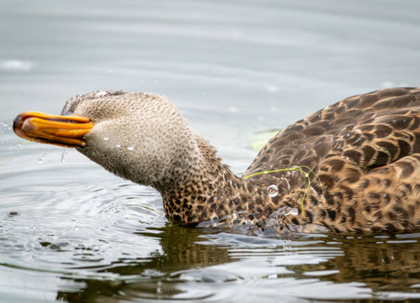 Mallard shaking water of its head at Gosforth Park Nature Reserve