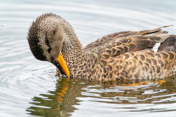 Mallard preening at Gosforth Park Nature Reserve