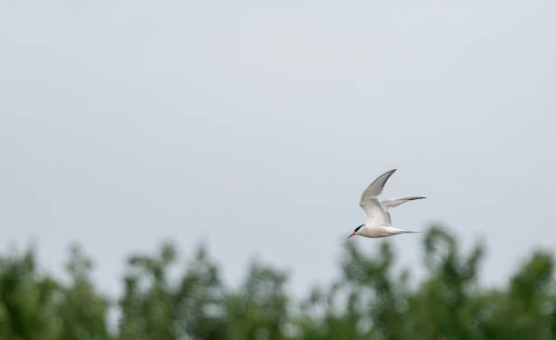 istock Common Tern flying over a lake at Gosforth Park Nature Reserve 2166781191