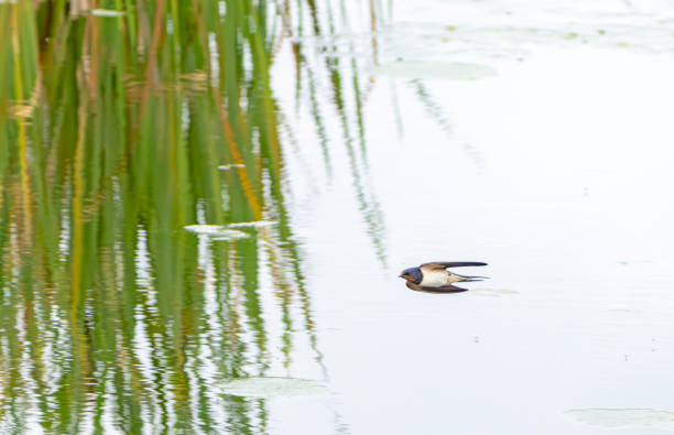 Swallow flying over a lake at Gosforth Park Nature Reserve