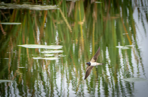 Barn swallow (Hirundo rustica) bird flying on white background