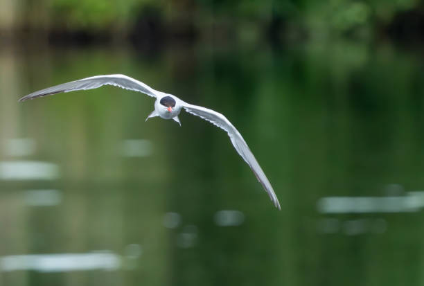 Common Tern flying over a lake at Gosforth Park Nature Reserve