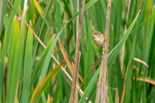 Reed warbler perched on reeds in Gosforth Park Nature Reserve