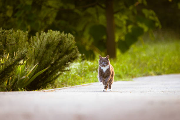 Beautiful gray cat is running on hill in nature.